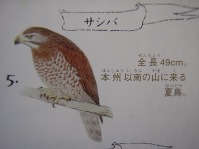 秋ですねぇ～