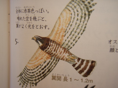 秋ですねぇ～