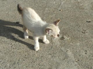 仔猫ちゃん　こんにちヮ