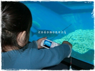 ＧＷ・・・美ら海水族館
