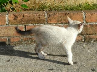 仔猫ちゃん　こんにちヮ