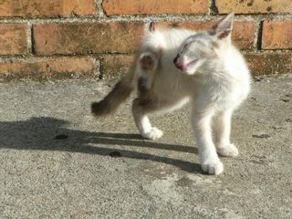 仔猫ちゃん　こんにちヮ