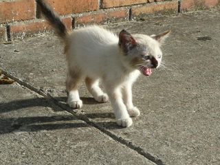 仔猫ちゃん　こんにちヮ