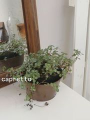 capretto さん