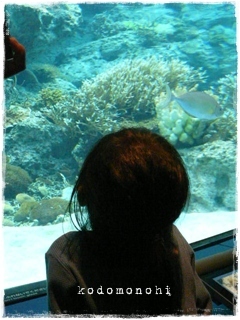 ＧＷ・・・美ら海水族館