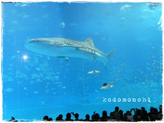 ＧＷ・・・美ら海水族館