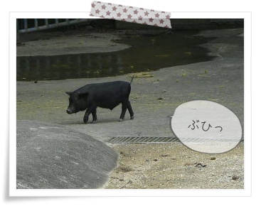 動物園へ。