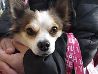 いぬぅ、驚いていました。