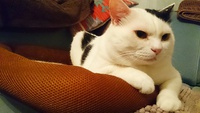 猫と呼ばれる生物なのですが。 2015/07/17 22:00:00