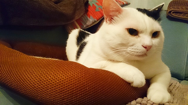 猫と呼ばれる生物なのですが。