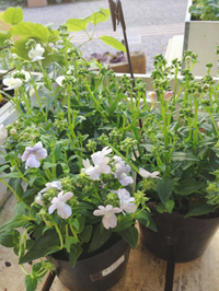 植物入荷♪ 2014/01/25 10:00:00
