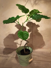 観葉植物 2014/04/21 16:41:35