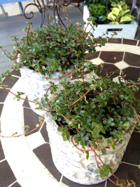 植物入荷！ 2013/07/26 17:18:00