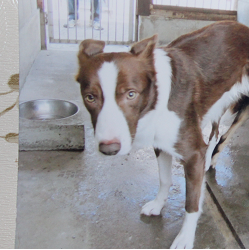 ボーダーコリーの子犬 中間 敏郎 沖縄 家庭犬 アジリティ ー 訓練学校