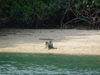 羽地内海のボート釣り