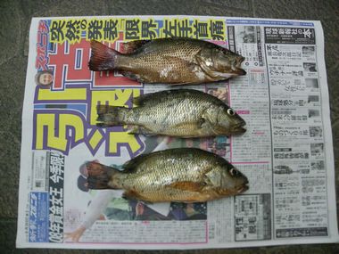 昨日の釣果