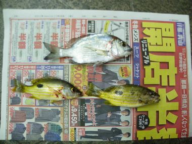 最近の釣果・・・・