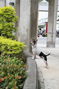 わんこ主人待ち。