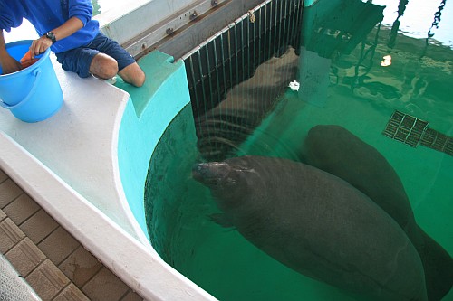 マナティーはやっぱりカワイイゼ！