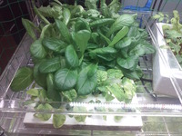 水耕栽培！！ 2012/04/11 18:10:15