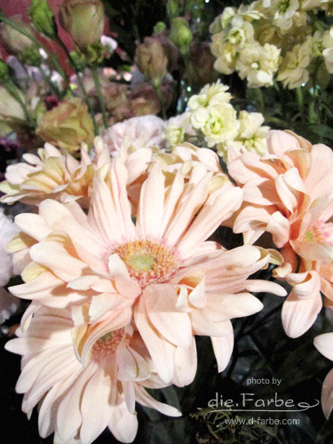 薔薇
