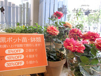 フルール便り No.11