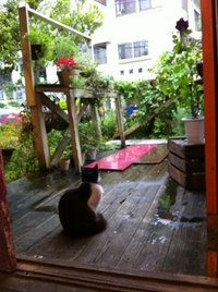 梅雨とテラスとゆーこ。