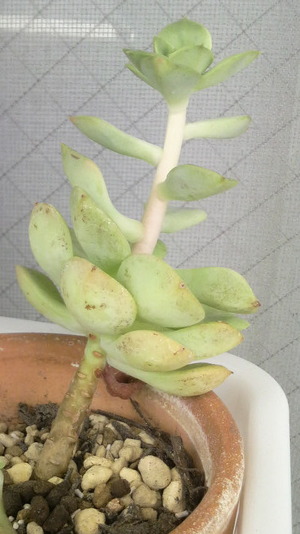 お騒がせしましたΣ(´Α｀；)