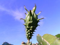 夏野菜