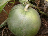 自給野菜