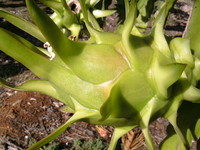 野菜収穫