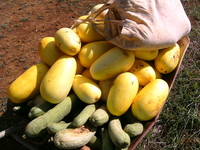 野菜収穫