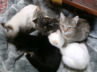猫団子＾＾