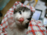 子猫