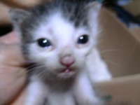 新人店番＆子猫