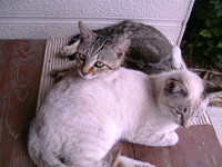 新人店番＆子猫