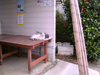 新人店番＆子猫
