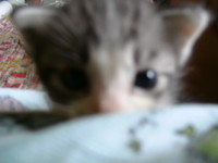 子猫「レレ」