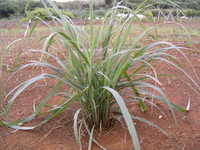 自給野菜