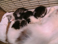 猫の引っ越し＾＾