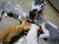子猫の食事＾＾