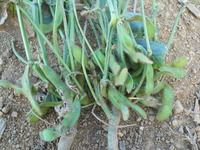 自給野菜