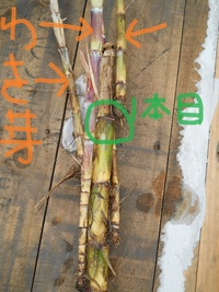 今年のサトウキビは・・・