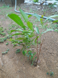 植樹と初めまして＾＾