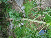 植樹と初めまして＾＾