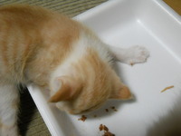 そろそろ一か月