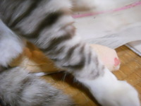 酵母パンと猫