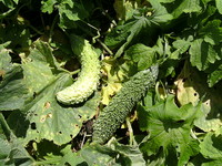 自給野菜
