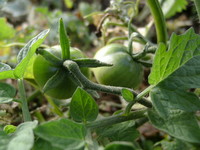 自給野菜
