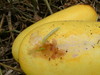 自給野菜